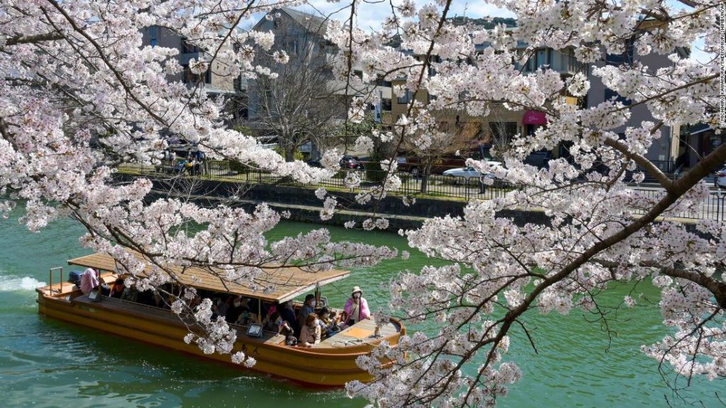 Man-made climate crisis led to early flowering of Japanese cherry blossom
