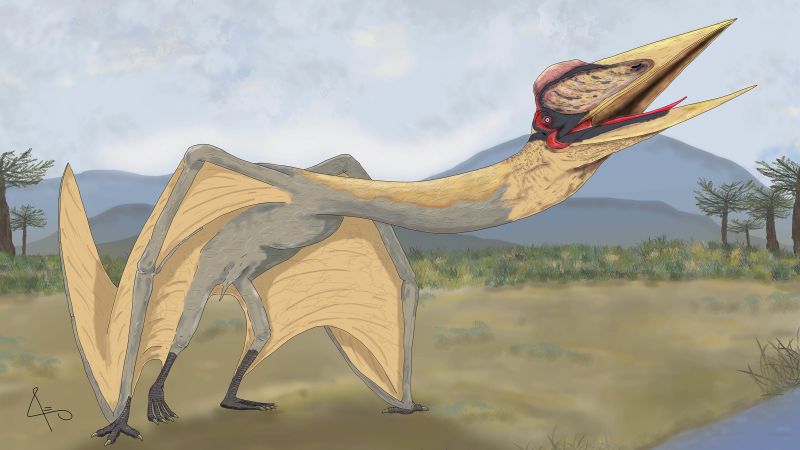 The "Dragon of Death" pterosaur is the largest pterodactyl in South America