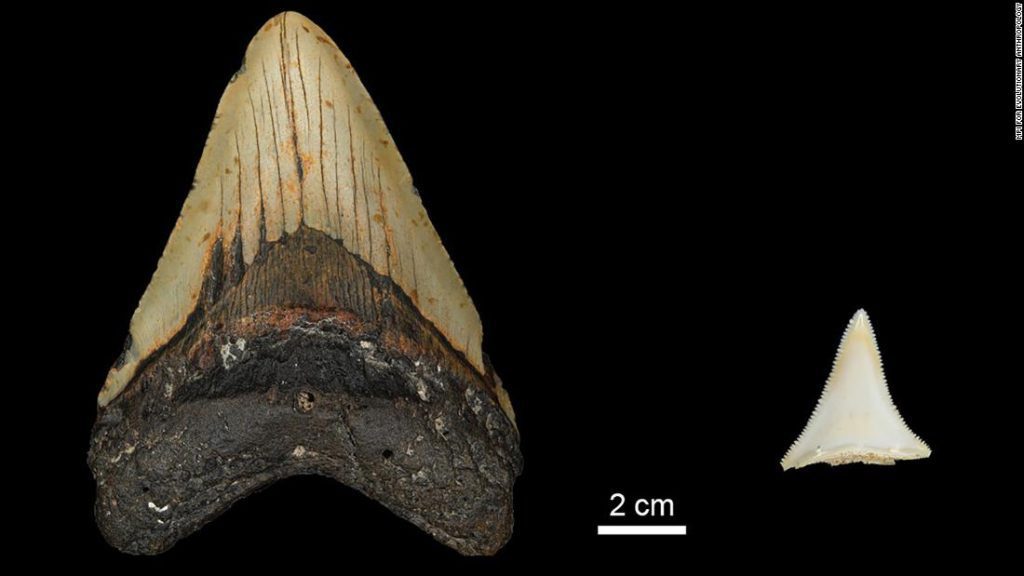 The great white sharks may have wiped out Megalodon