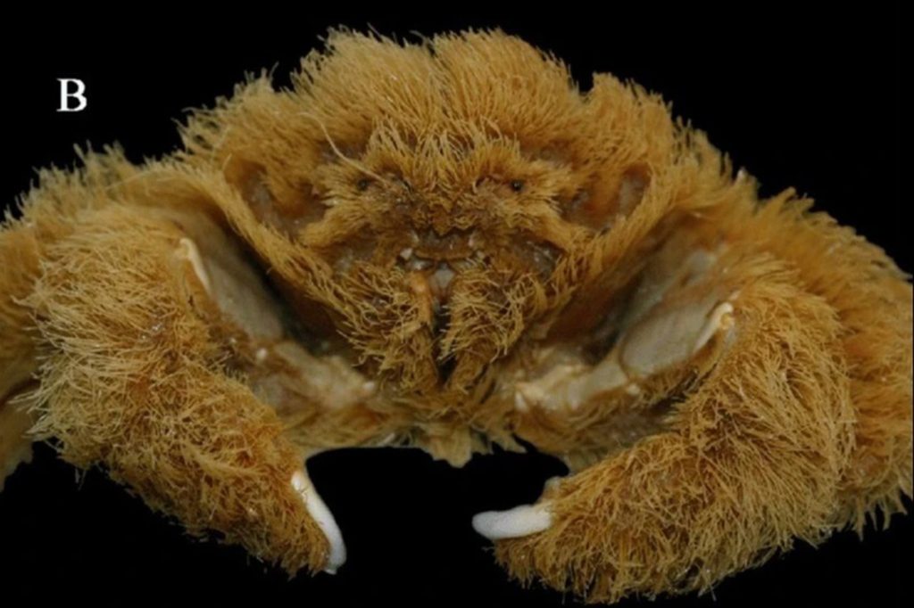 hairy crab