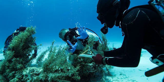 Divers explore a wreck site in the Bahamas.
