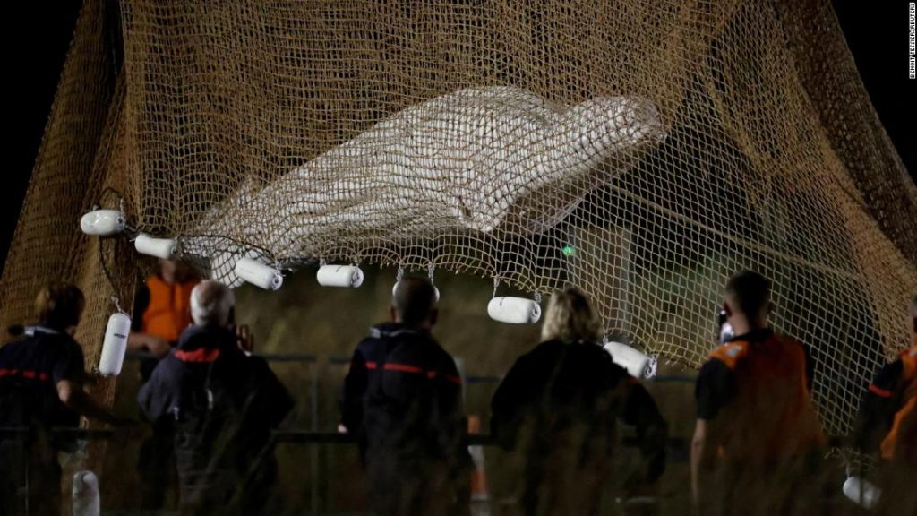 A beluga whale rescued from the Seine River euthanized while in transit, according to French authorities