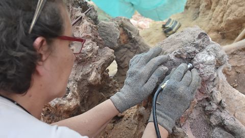 The research confirms the importance of the fossil record of vertebrates in the Portuguese region of Pombal.