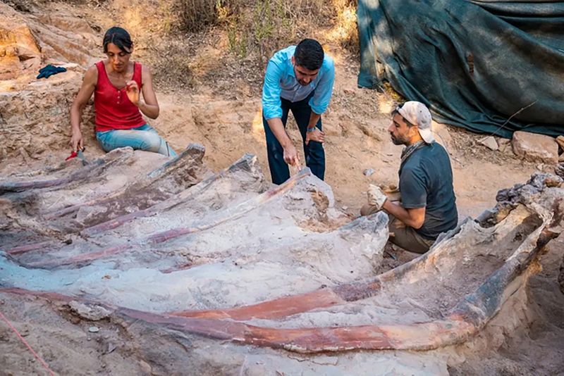 Discover a dinosaur cage in the backyard of Portugal