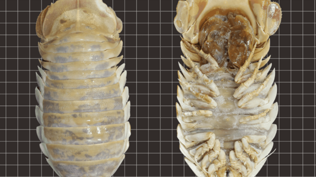 A huge deep-sea insect — ere, isopod — has been discovered in the Gulf of Mexico