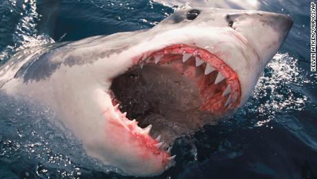 How to survive a shark attack - or better yet, avoid it completely