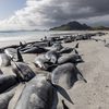 477 whales have died stranded on New Zealand's remote islands