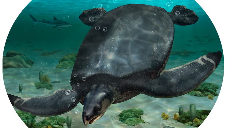 A giant prehistoric sea turtle was recently discovered in Europe