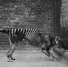 The long-lost remains of the last known Tasmanian tiger have been found in a cupboard