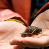 How to protect the box of the beloved turtle?  A 100-year study