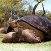 'Speed', a Galapagos tortoise that came to San Diego in 1933, has died at the age of 150