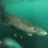 Talk about an old navigator!  The Greenland shark has a lifespan of at least 272 years