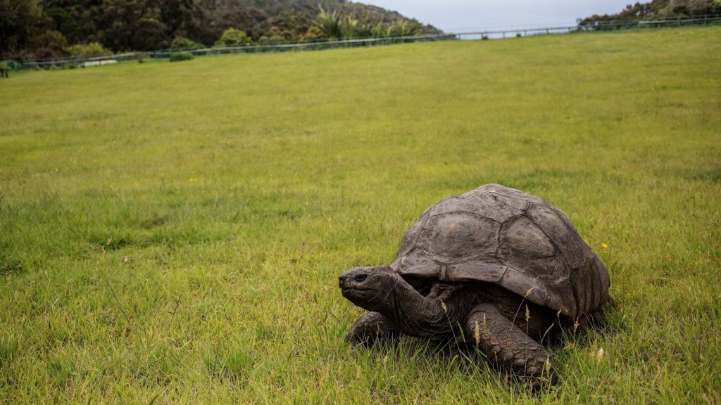 Jonathan the Turtle celebrates his 190th birthday: NPR